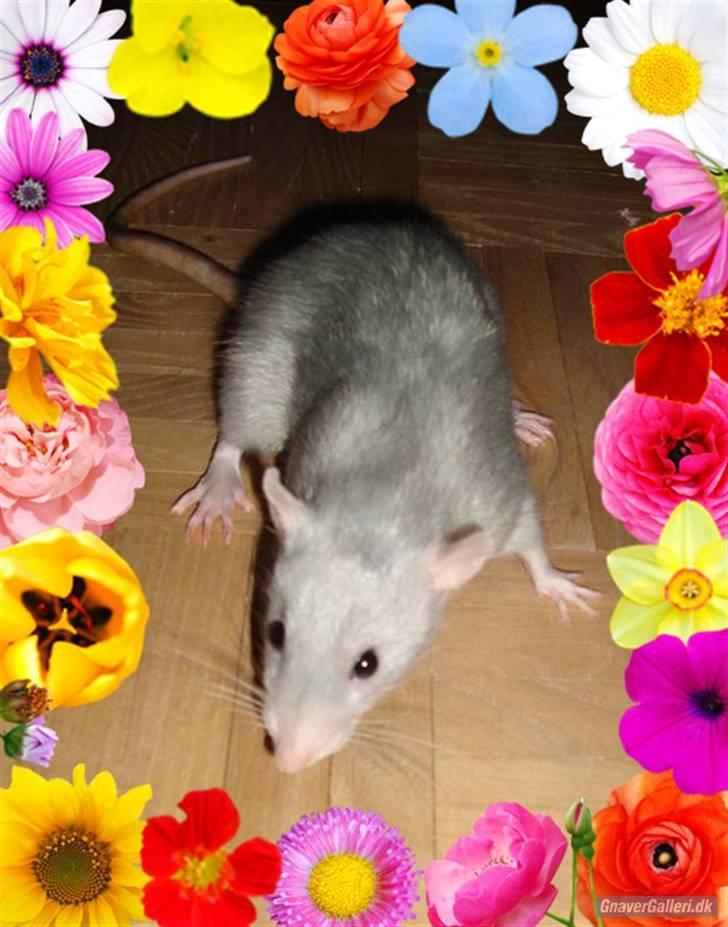 Tamrotte Rex billede 10