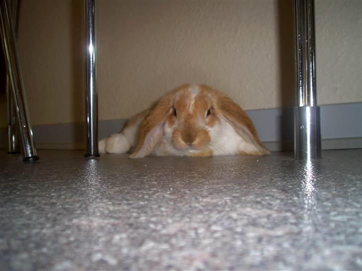 Kanin Pjuske<3 - Nurh, elsker det billede!:D<3 billede 1