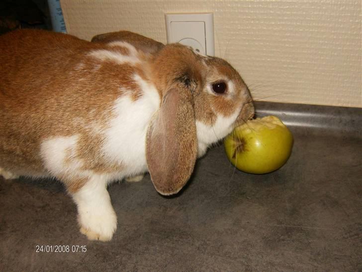 Kanin Pjuske<3 - Pjuske stjal selv æblet fra kurven!:D<3 billede 2