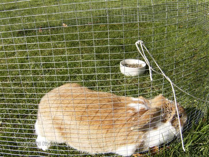 Kanin Pjuske<3 - På græs!:-) billede 3