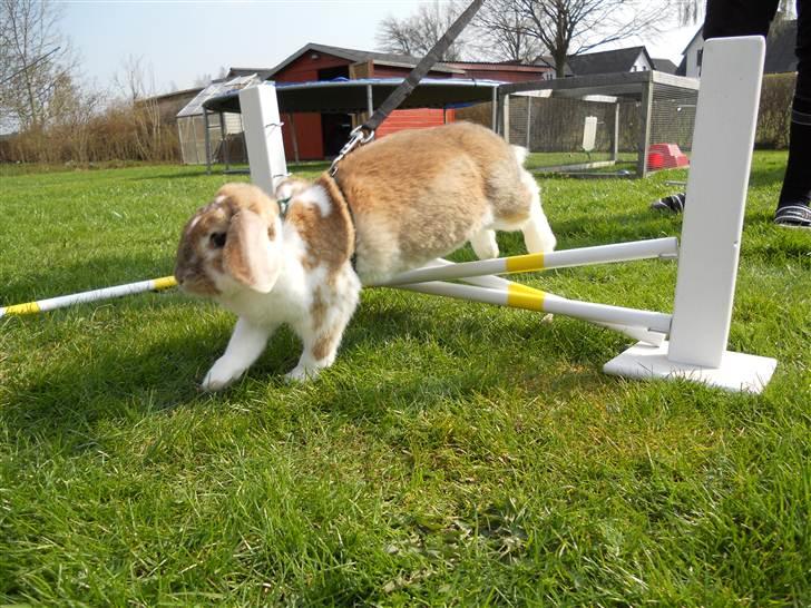 Kanin Pjuske<3 - Fordi du kan! <3 billede 5