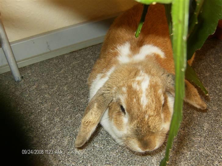 Kanin Pjuske<3 - Fordi du er nysgerrig! <3 billede 4
