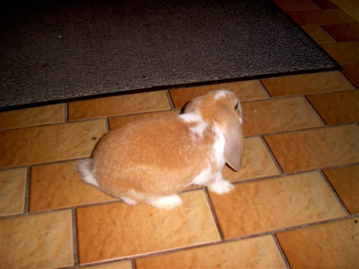 Kanin Pjuske<3 - Fordi du er lille! <3 billede 6