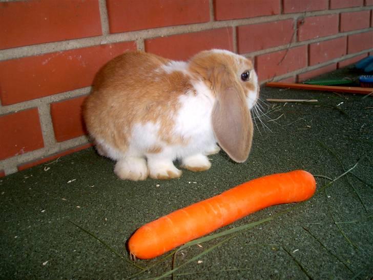 Kanin Pjuske<3 - Fordi du er genert! <3 billede 7