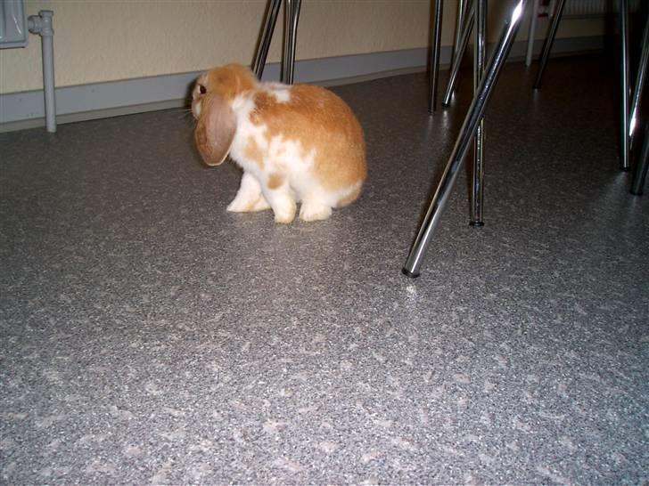 Kanin Pjuske<3 - Fordi du sød! <3 billede 8