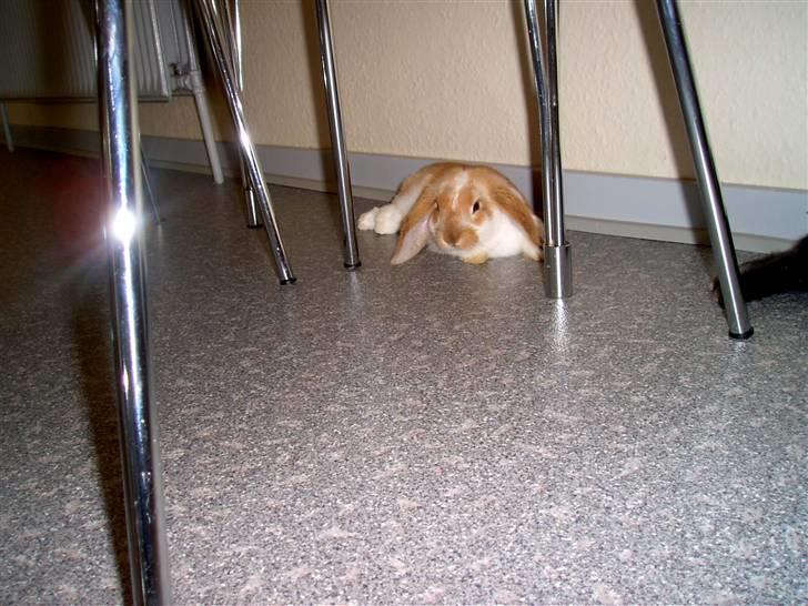 Kanin Pjuske<3 - Fordi du slapper af! <3 billede 9