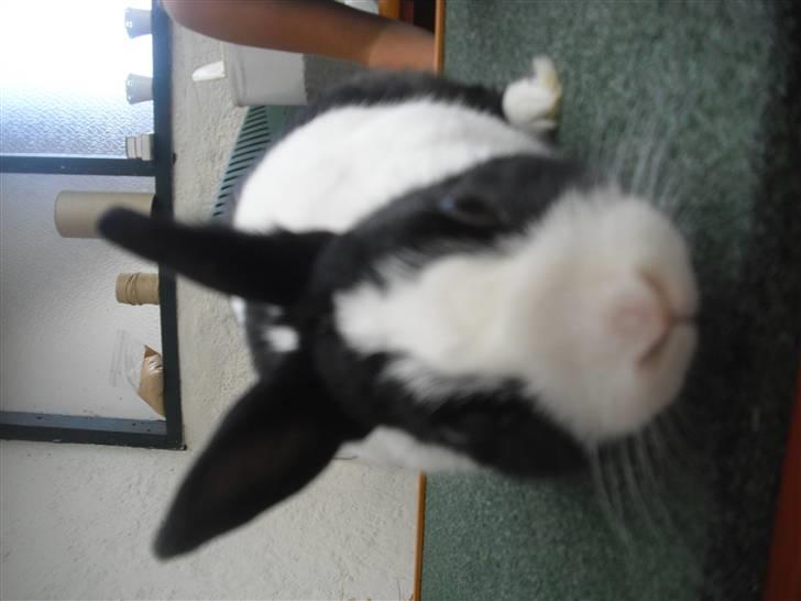 Kanin Ålbækkegårds Herbert Andersen billede 13