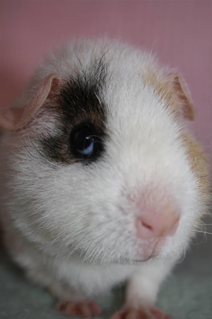 Marsvin Tré Colour aka Mus :D MIN billede 3