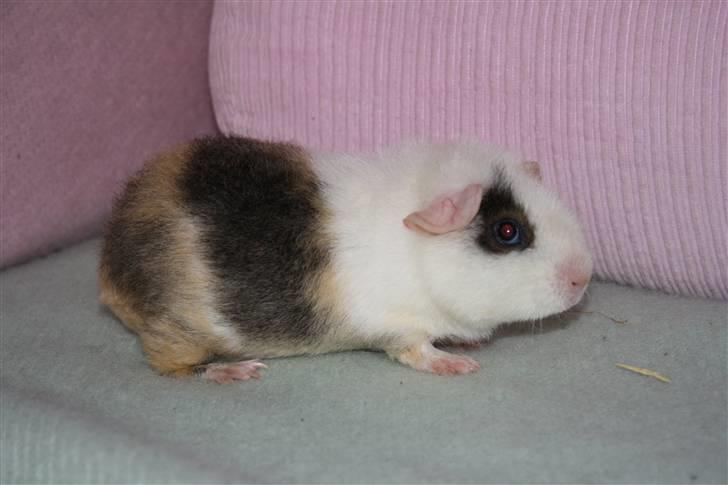 Marsvin Tré Colour aka Mus :D MIN - omc foto. billede 4