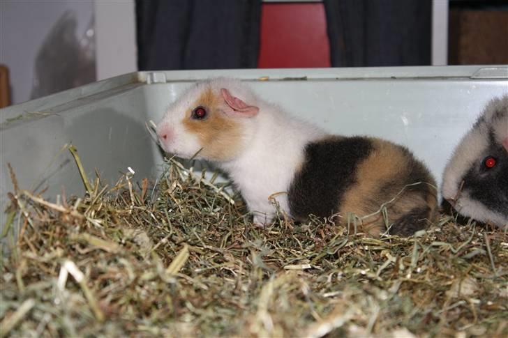 Marsvin Tré Colour aka Mus :D MIN billede 5