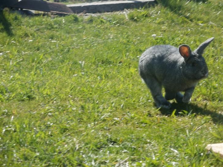 Kanin Equos Akoya - juhuuuu!  billede 4