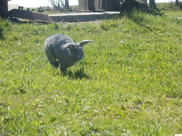 Kanin Equos Akoya - fart over feltet ved bassen ;d billede 5