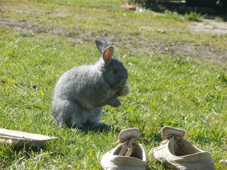 Kanin Equos Akoya - Jeg er blevet beskidt så vasker mig lige :D  billede 6
