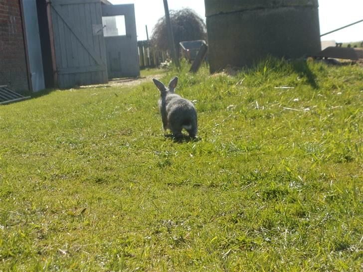 Kanin Equos Akoya - Farveeel nu har jeg ikke mere tid men kom igen en anden gang :D billede 15