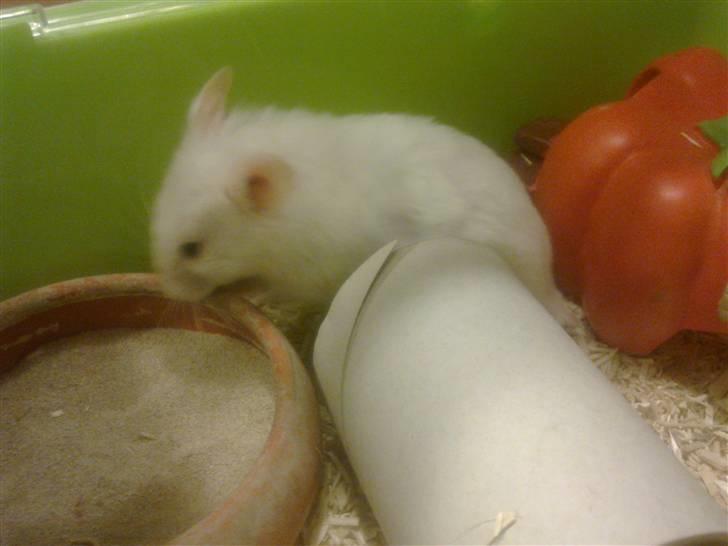 Hamster Mr. Snowflake - Hva er nu dét billede 3