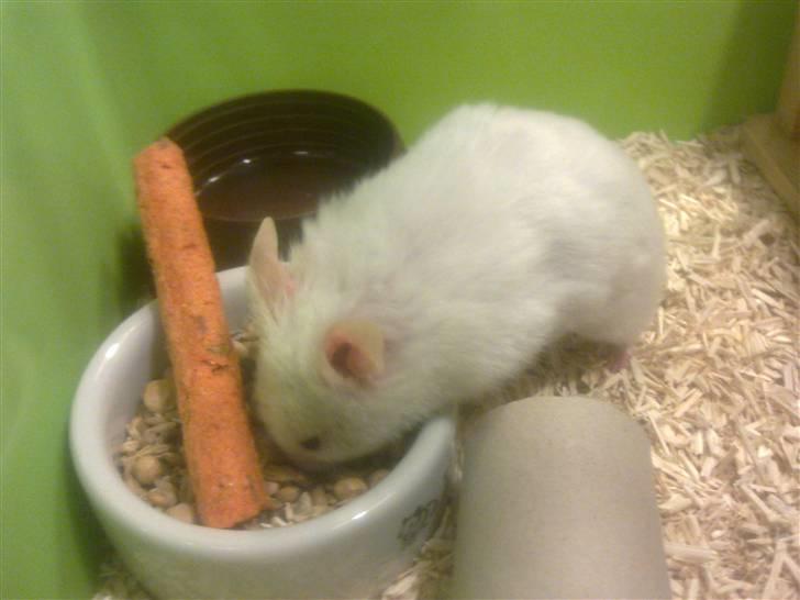 Hamster Mr. Snowflake - Uhm mad billede 4