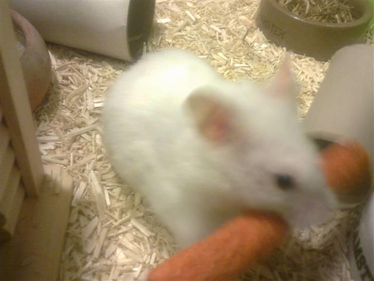 Hamster Mr. Snowflake - Den her kan jeg da godt lige rende rundt med billede 5