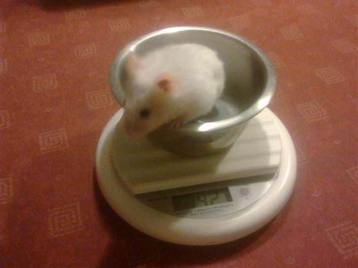 Hamster Mr. Snowflake - Så blev det tid til en vejning billede 6