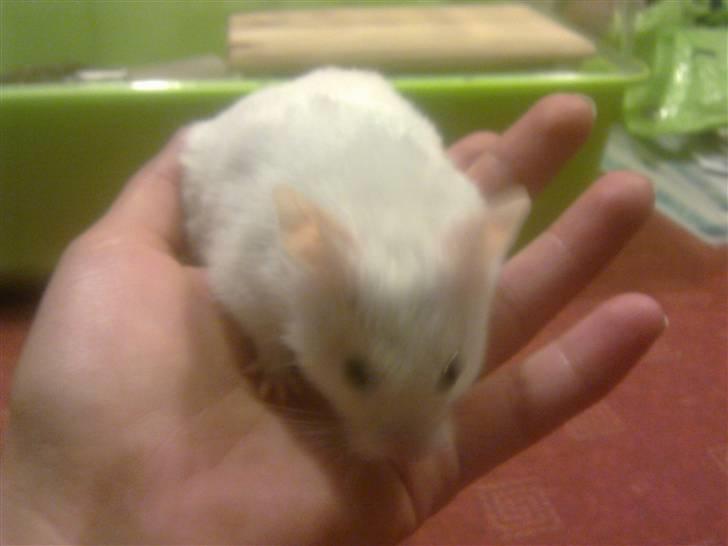 Hamster Mr. Snowflake - Mors hånd er den bedste billede 7