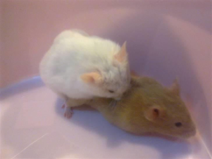 Hamster Mr. Snowflake - Så vandt han damen´s kærlighed billede 8