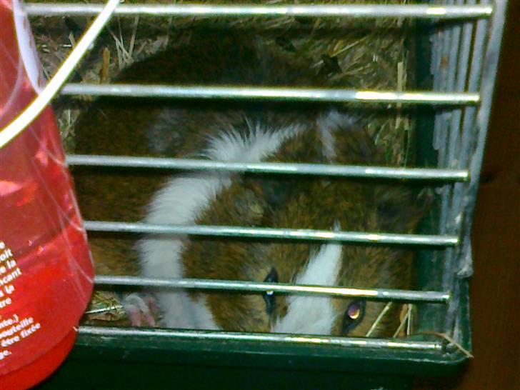 Marsvin | 'Hej' Manke | - Velkommen til Mankes Profil :D<3 billede 1