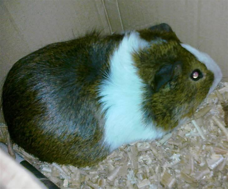 Marsvin | 'Hej' Manke | - I kassen på ej hjem lige da jeg havde fået ham!<3 billede 2