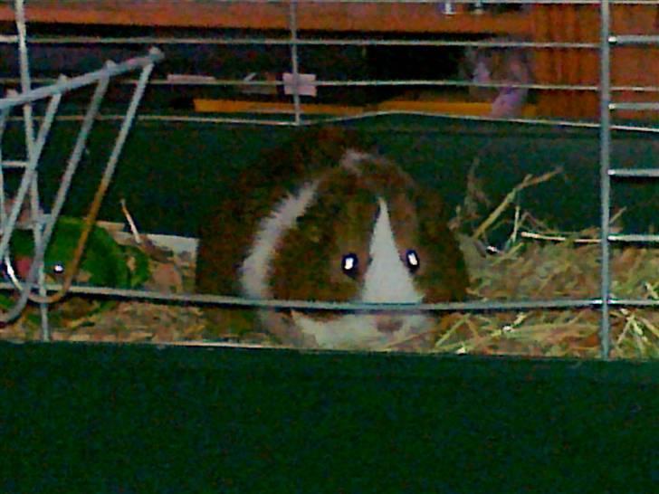 Marsvin | 'Hej' Manke | - Godmorgen basse:* billede 3