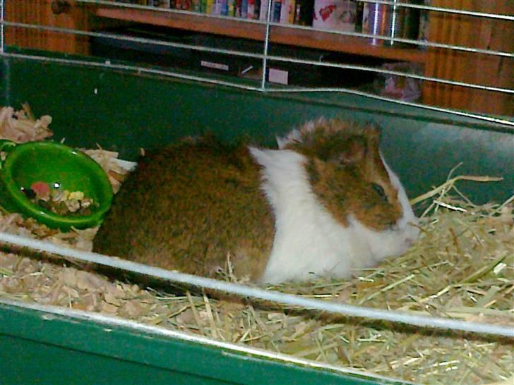 Marsvin | 'Hej' Manke | - Godnat min-basse:* billede 4