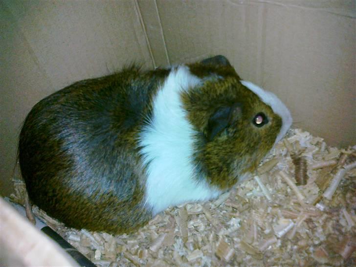 Marsvin | 'Hej' Manke | billede 5