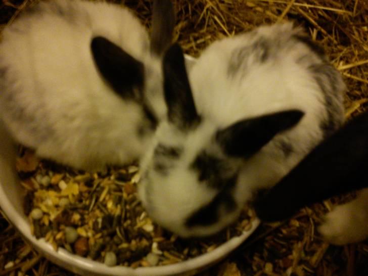 Kanin Dalsgaardens ChumChum - Det er ham der er tættest på ^^ #7# billede 7