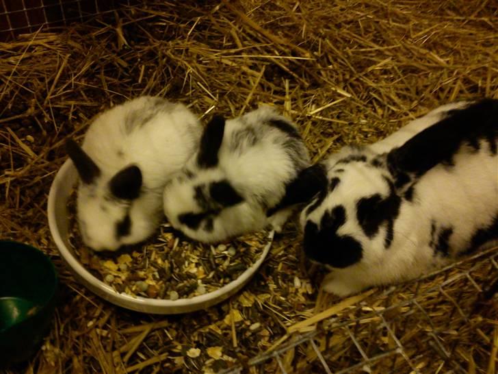 Kanin Dalsgaardens ChumChum - Det er ham i midten, og så er det Mor(Stampe) til venstre, og til højre kan jeg ikke se hvem det er xD #8# billede 8