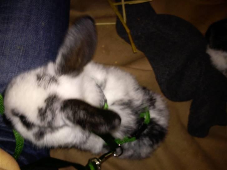 Kanin Dalsgaardens ChumChum - Min lille hyber unge <3 #9# billede 9