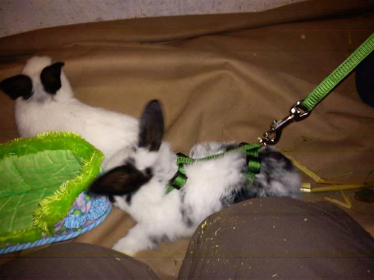 Kanin Dalsgaardens ChumChum - I selen igen :) #10# billede 10