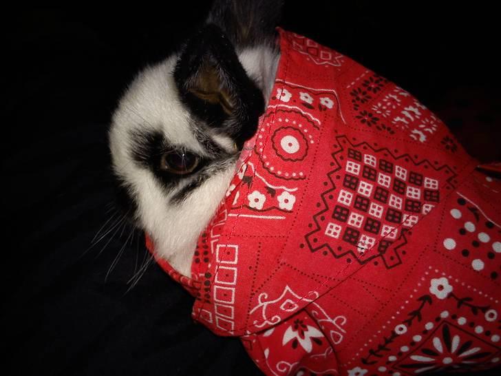 Kanin Dalsgaardens ChumChum - Smukkeh! #11# billede 11