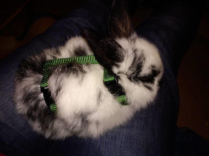 Kanin Dalsgaardens ChumChum - Lidt træt ^^ #12# billede 12