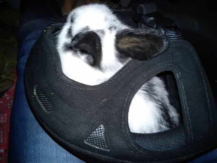 Kanin Dalsgaardens ChumChum - I min ridehjelm :* #13# billede 13