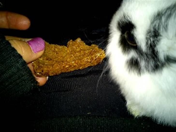 Kanin Dalsgaardens ChumChum - Rugbrød :) #14# billede 14