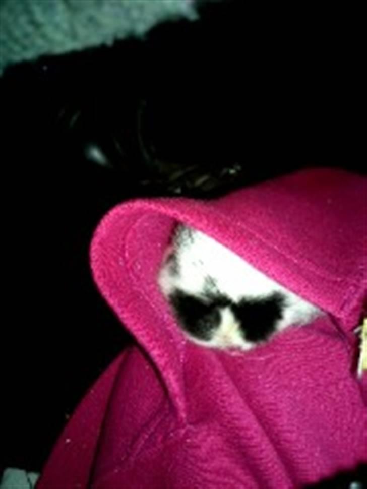 Kanin Dalsgaardens ChumChum - Vi ses! :3 #15# billede 15