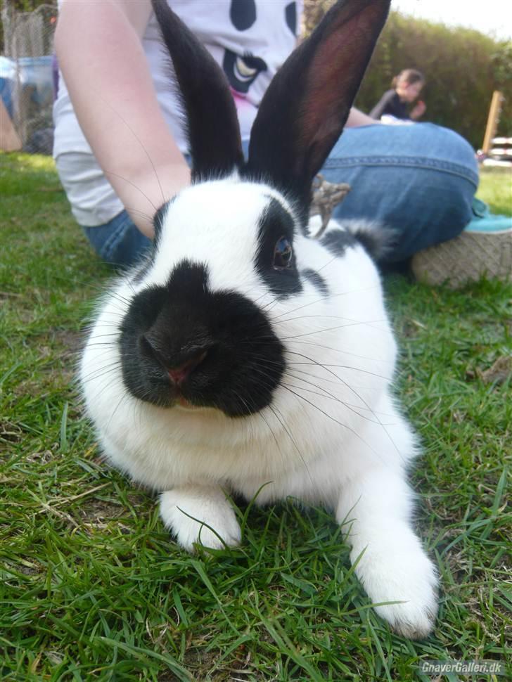 Kanin Team Winther`s Spidermann  <3 R.I.P. - 09-01-2011 billede 1