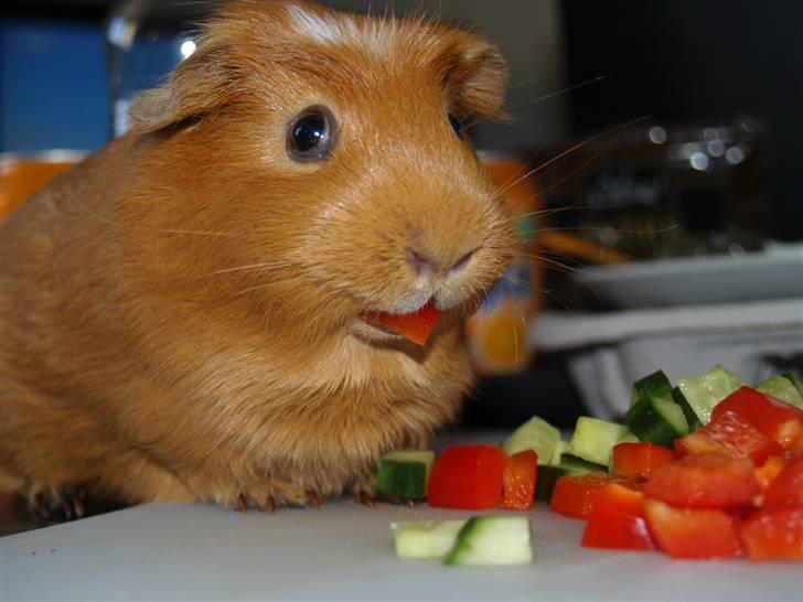 Marsvin Didi billede 5