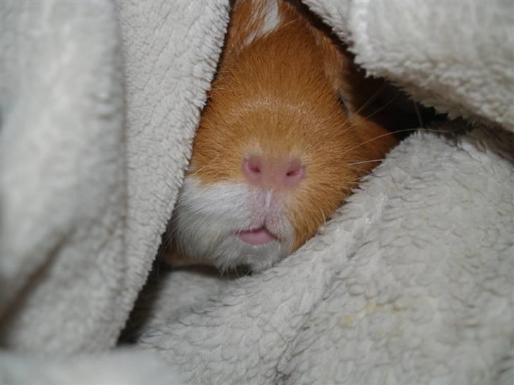 Marsvin Chili billede 6