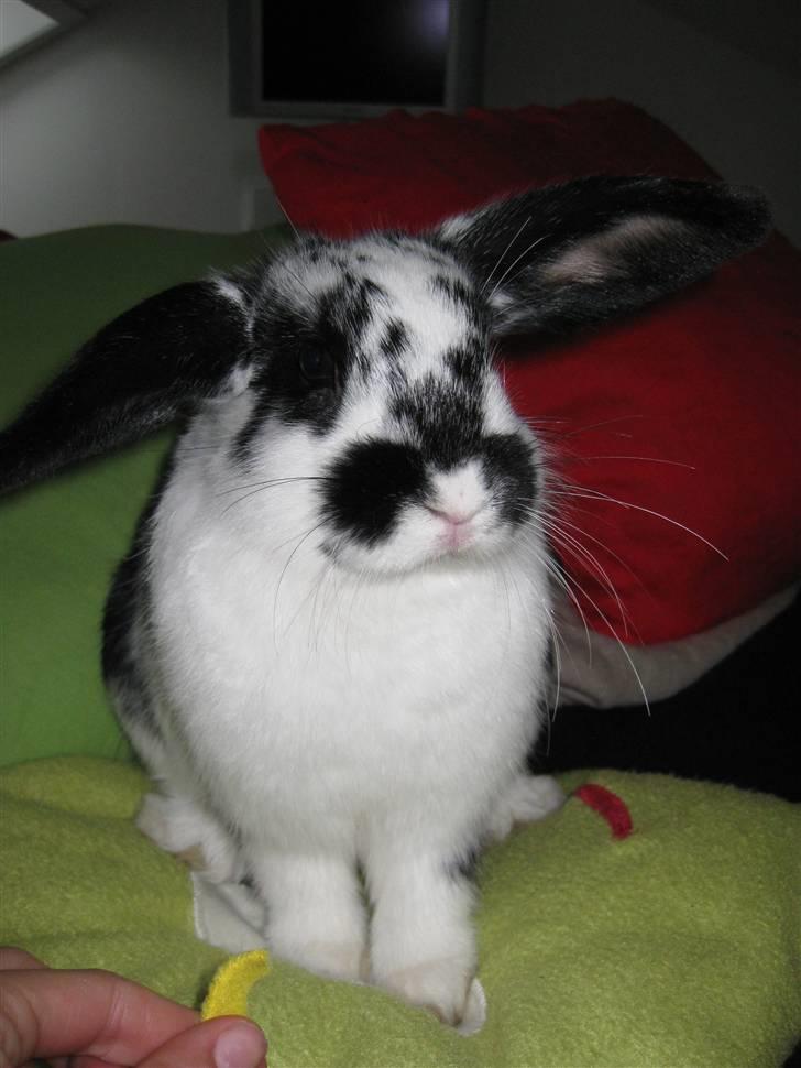 Kanin Snuske my soulmate<33 billede 20