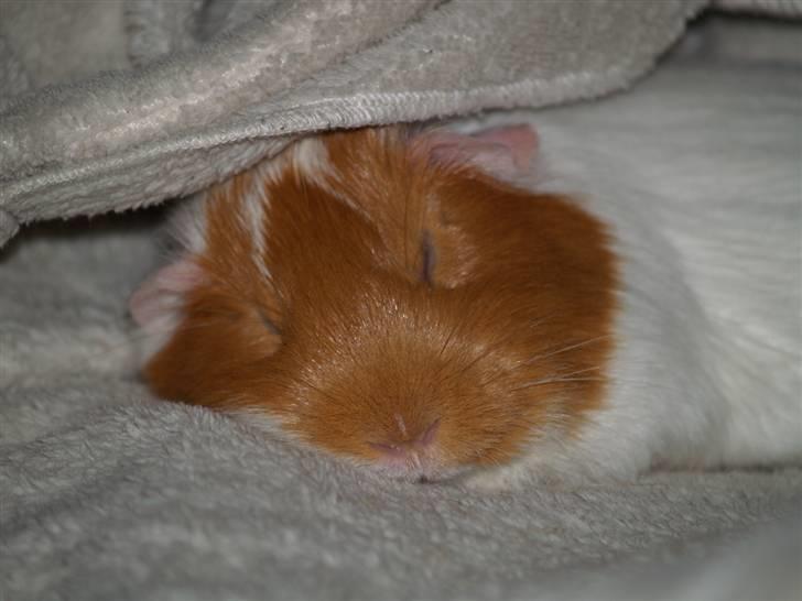 Marsvin Chili billede 7