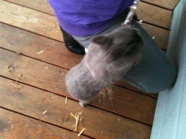 Kanin stald loppernes Gråbaby<3 - Velkommen til gråbaby´s profil!!!:D  her vil han op til mig!!!!:D billede 1