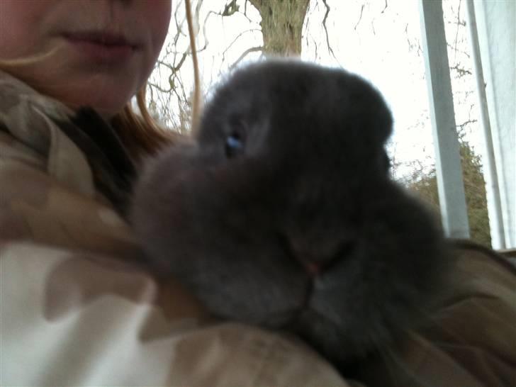 Kanin stald loppernes Gråbaby<3 - Hans CUTE face!!!:D billede 3