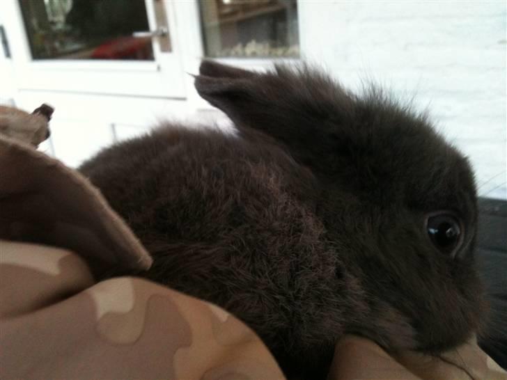 Kanin stald loppernes Gråbaby<3 - Nuuuurh!!:D billede 4