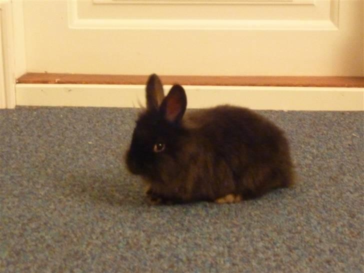 Kanin Ninus - flere billeder kommer snart! :D billede 1