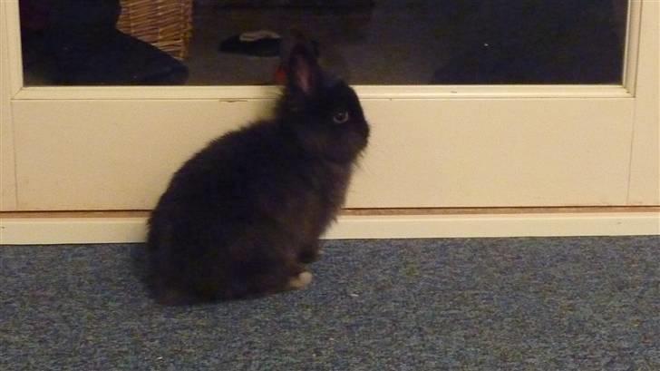 Kanin Ninus billede 2