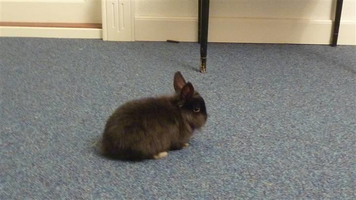 Kanin Ninus billede 3