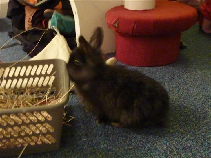 Kanin Ninus billede 4